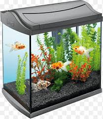 fish tank